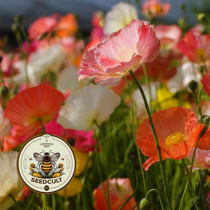 May include: A field of blooming poppies in shades of pink, white, and orange with green stems and buds. A circular logo is overlaid in the bottom left corner featuring a bee illustration and the text SEEDCULT.COM with hand-selected heirloom seeds.