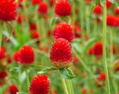 Strawberry Fields Globe Amaranth Seeds, Gomphrena