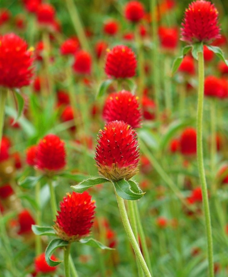 Strawberry Fields Gomphrena Seeds, Globe Amaranth GO0620 image 1