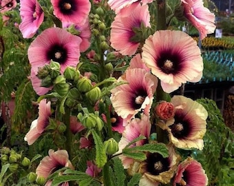 Apricot Halo Hollyhock Seeds, Alcea Rosea AL8510