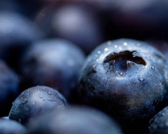 Northern Highbush Blueberry, Vaccinium Corymbosum VC0150