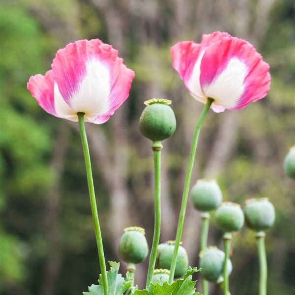 150 Amphora Poppy Seeds, Papaver Somniferum, Certified Organic, Pink and White, Bread seed poppies PS0315CR