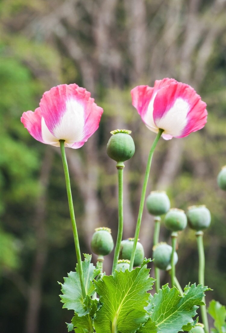 150 Amphora Floral Poppy Seeds Pink and White, PS0315CR - Etsy