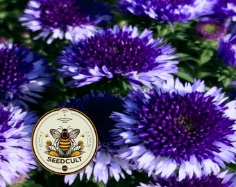 May include: A cluster of vibrant purple and white aster flowers in full bloom, featuring layered petals that transition from deep violet centers to lighter lavender tips. A circular logo with a bee illustration and the text SEEDCULT is visible.