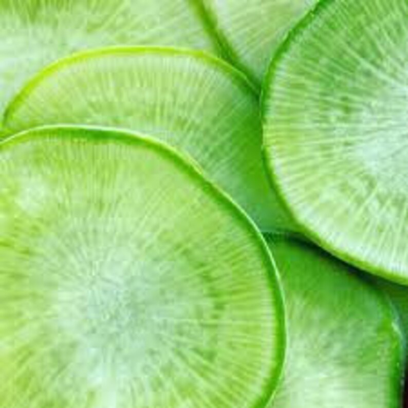 Wasabi Seeds Japanese Wasabi Radish Rhaphanus Sativus Etsy