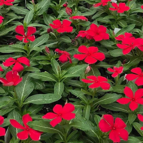 NEW! Victory Red Vinca Seeds, Periwinkle, Catharanthus Roseus VN0925