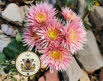 NEW! Pink Dandelion Seeds, Rare Pink Dandelion, Edible Flowers, TX0225