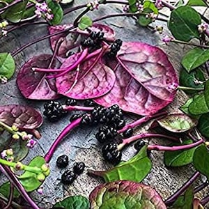 Red Malabar Spinach Seeds, Hot Climate Plants, Basella alba BA0150