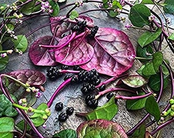 Red Malabar Spinach Seeds, Hot Climate Plants, Basella alba BA0150