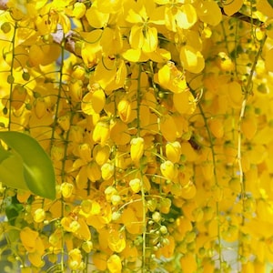 10 Golden Shower Tree Seeds, Cassia Fistula, 10 Seeds, CA6010