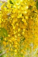 10 Golden Shower Tree Seeds, Cassia Fistula, 10 Seeds 