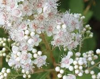 Meadowsweet Seeds White Queen of the Prairie, Filipendula Palmata FI0250R