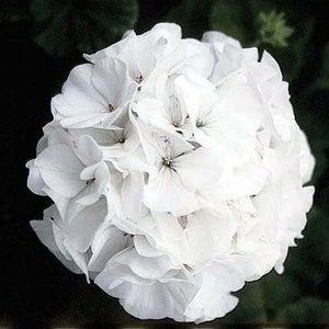 10 White Geranium Seeds, Maverick Series, Pelargonium Zonale PZ0410