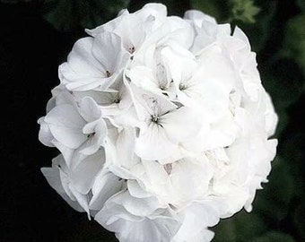 NEW! 10 White Geranium Seeds, Maverick Series, Pelargonium Zonale PZ0410