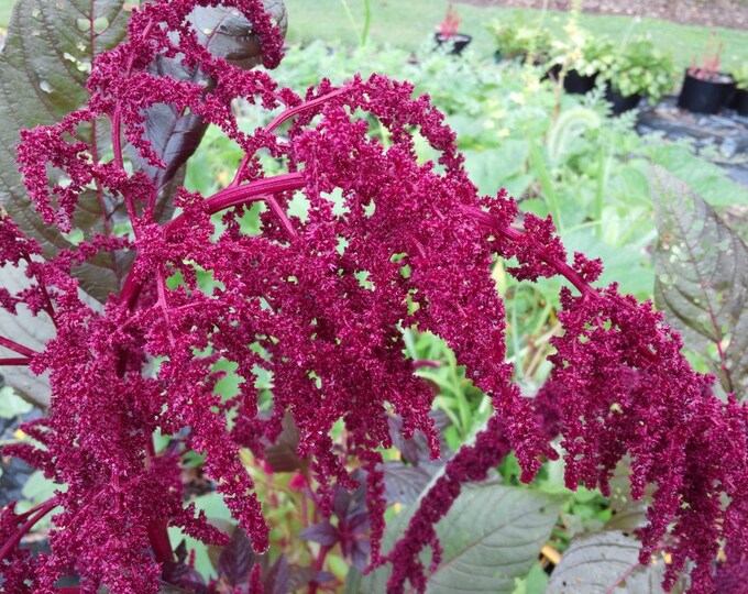 Hopi Red Dye Amaranth Organic Seeds Edible Plant Grain Etsy