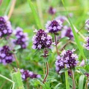 May include: A close-up of a patch of purple wild thyme flowers growing in a field of green grass.
