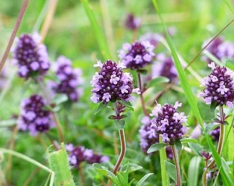 Thyme Seeds, Culinary and Medicinal Herb, Thymus Vulgaris TH0150