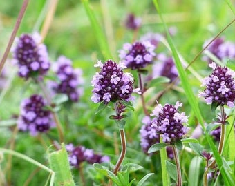 Graines de thym, herbe culinaire et médicinale, Thymus vulgaris TH0150