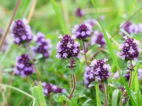 Thyme Seeds, Culinary and Medicinal Herb, Thymus Vulgaris TH0150