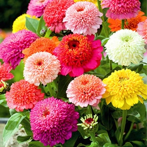 May include: A vibrant bouquet of colorful zinnia flowers in shades of pink, red, orange, and yellow. The flowers have a full, layered petal structure and are surrounded by green leaves.
