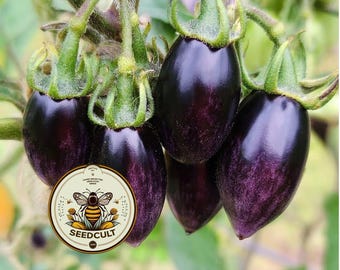 NEW! Brad's Atomic Grape Tomato Seeds, LY4620