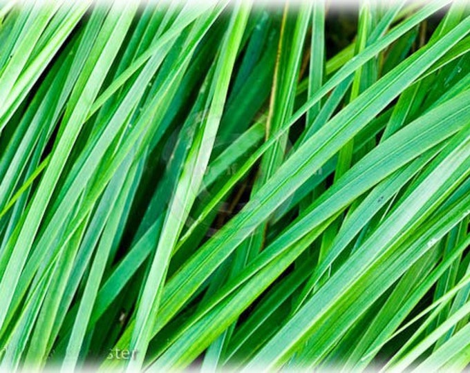 Sweetgrass WINTER PLANTING 40 Seeds Hierochloe Orodata Etsy