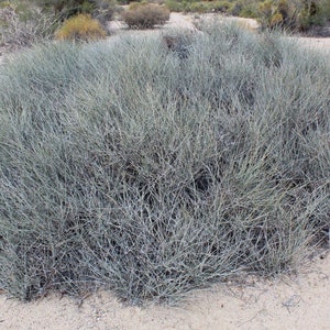 Nevada Mormon Tea Seeds, Medicinal  Mountain Tea, E. Nevadensis EP0220