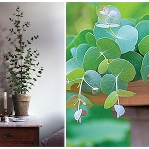 Silver Dollar Eucalyptus seeds, Eucalyptus Cinerea, Argule Apple, Indoor House Plant EU0520