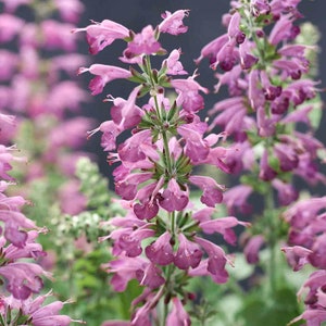 NEW! Lavender Summer Jewel Sage Seeds, Butterfly and Hummingbird Magnet, Tropical Sage, Salvia Coccinea SA1325