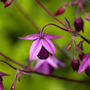 Rare Sugar Plum Fairy Columbine Seeds, Deep Purple Flowers, Flowering Shade Perennial, Semiaquilegia Ecalcarata AQ1210