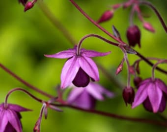 Rare Sugar Plum Fairy Columbine Seeds, Deep Purple Flowers, Flowering Shade Perennial, Semiaquilegia Ecalcarata AQ1210