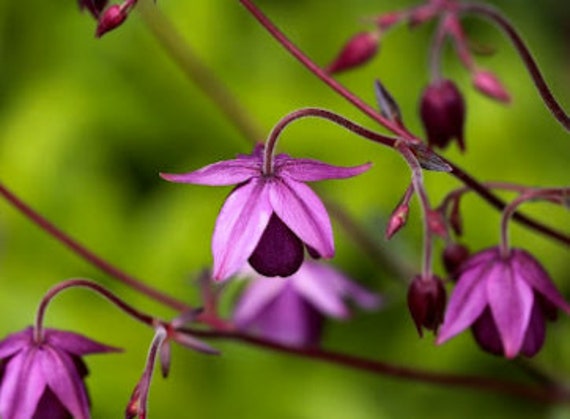 Rare Sugar Plum Fairy Columbine Seeds, Deep Purple Flowers, Flowering Shade Perennial, Semiaquilegia Ecalcarata AQ1210