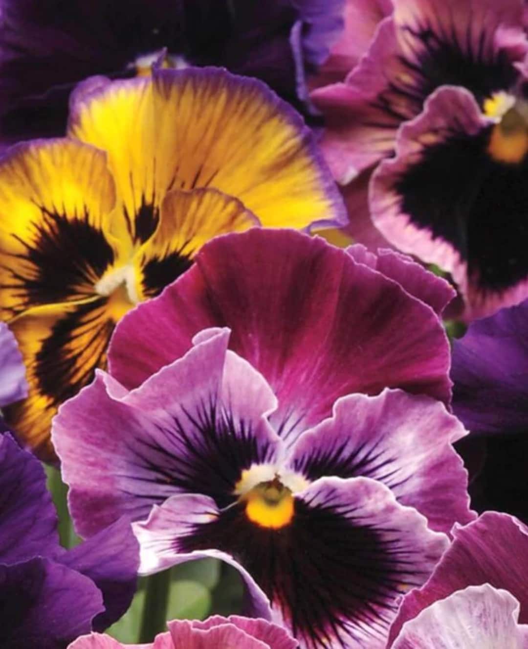 Fizzy Fruit Salad Pansy Seeds, Viola Wittrockiana VL4320 - Etsy