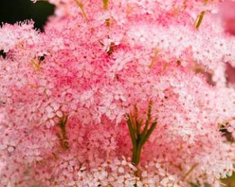 Queen of the Prairie Seeds, Filipendula Rubra FI0125