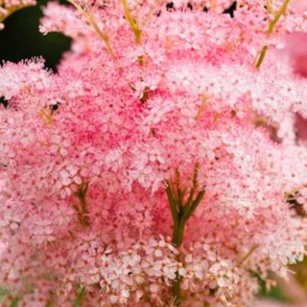Queen of the Prairie Seeds, Filipendula Rubra FI0125