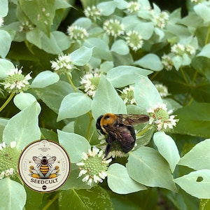 May include: A close-up of a bee on a white flower surrounded by green leaves. The bee has a black and brown body with translucent wings. A circular logo with a bee and the text "SEEDCULT" is in the lower left corner.