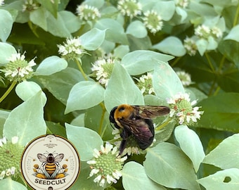 NEW! Clustered Mountain Mint Seeds, American Native, Pycnanthemum Muticum, PY021C