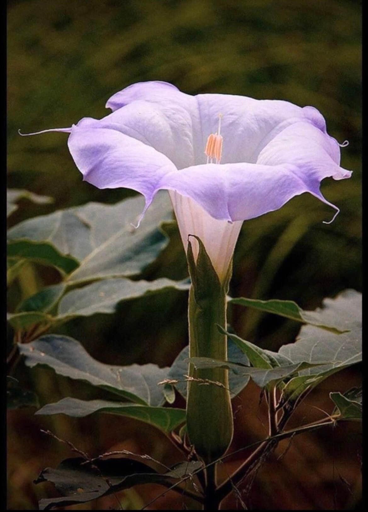 Sacred Fragrant Moon Flower, Datura Wrightii DA0310 - Etsy Israel