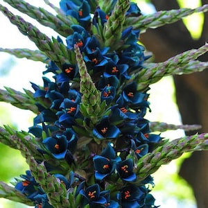 NEW! Sapphire Tower Seeds, Bromeliad Puya Alpestris, PU0115