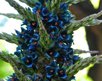 Sapphire Tower Seeds, Bromeliad Puya Alpestris, PU0110