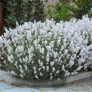 Snow Lavender seeds, Lavandula Augustifolia Ellegance Snow, Ice LA0420