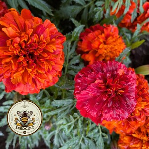 Fireball Marigold Seeds, Color Changing! Tagetes Patula TG4620 image 4