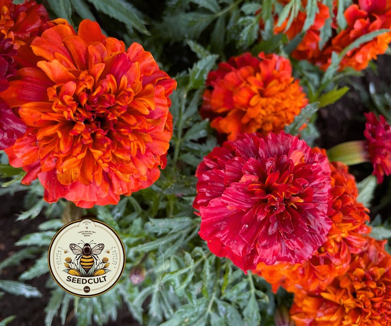 Fireball Marigold Seeds, Color Changing! Tagetes Patula TG4620 image 4
