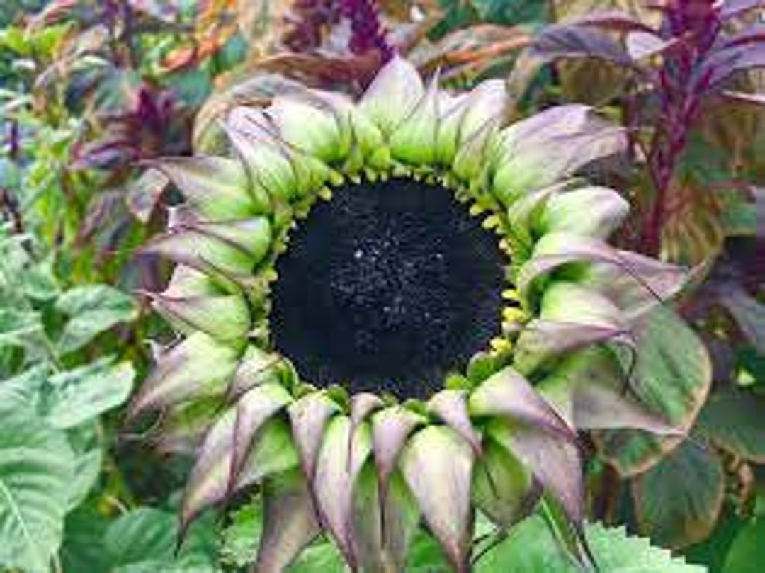 Sunfill Purple Sunflower Seeds, Helianthus Annuum HA1925 Etsy