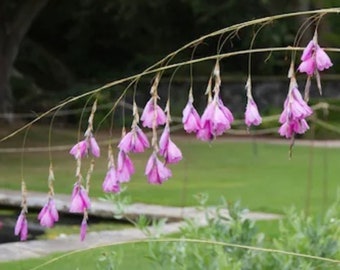 NEW! Angel's Fishing Rod ‘Pink Rocket’ Seeds, Wand Flower, Dierama pulcherrimum DI4410