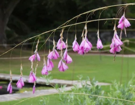 NEW Angel's Fishing Rod pink Rocket Seeds, Wand Flower, Dierama