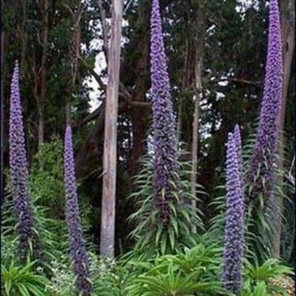 Semillas de Torre de Joyas, Echium Pininana, Torres Azules EC8110