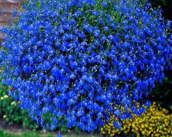 Bulk Trailing Blue Carpet Lobelia Seeds, Erinus Lobelia, Ground Cover or Hanging Baskets ES012C