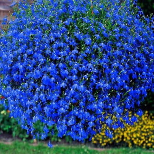 Bulk Trailing Blue Carpet Lobelia Seeds, Erinus Lobelia, Ground Cover or Hanging Baskets ES012C