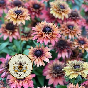 May include: A circular logo with a cream background features a stylized bee illustration above the text SEEDCULT. The logo is superimposed over a field of blooming coneflowers with dark centers and petals in shades of orange, pink, and yellow.